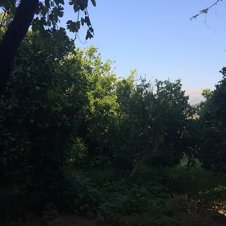 Orange Tree Farm *