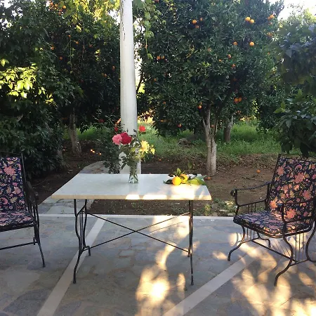 Orange Tree Farm *