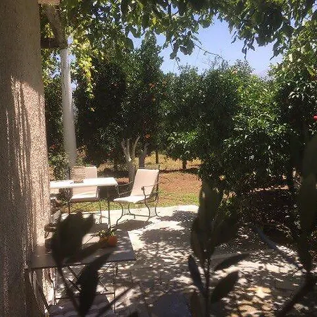Orange Tree Farm *