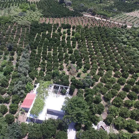 Orange Tree Farm *