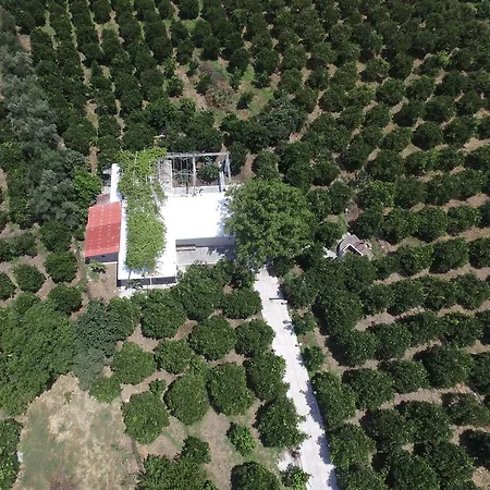 Orange Tree Farm *