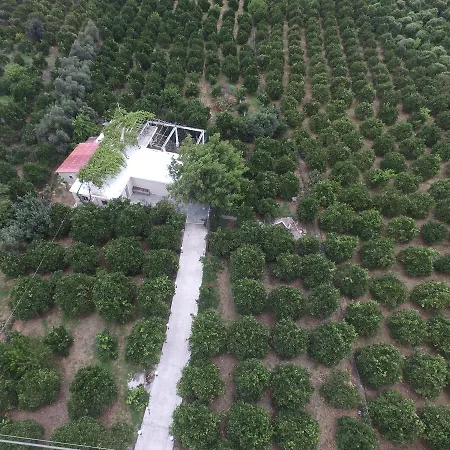 Orange Tree Farm * Skinés