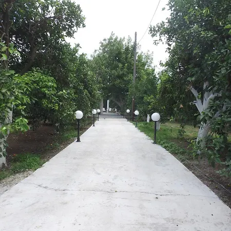 Orange Tree Farm *