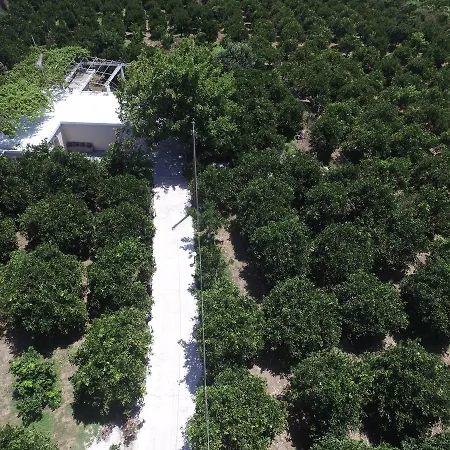 Orange Tree Farm Skinés