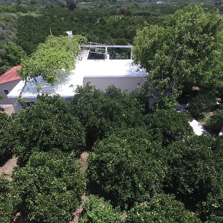Orange Tree Farm